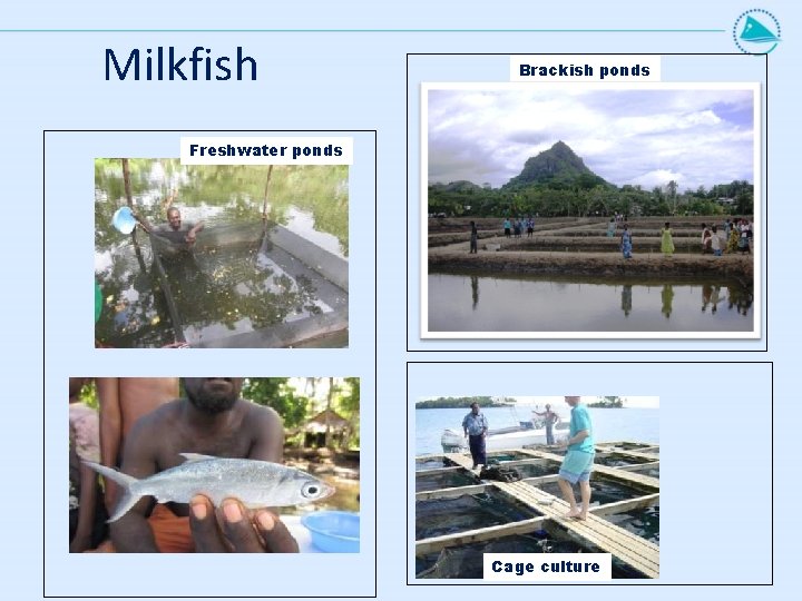 Milkfish Brackish ponds Freshwater ponds Cage culture 