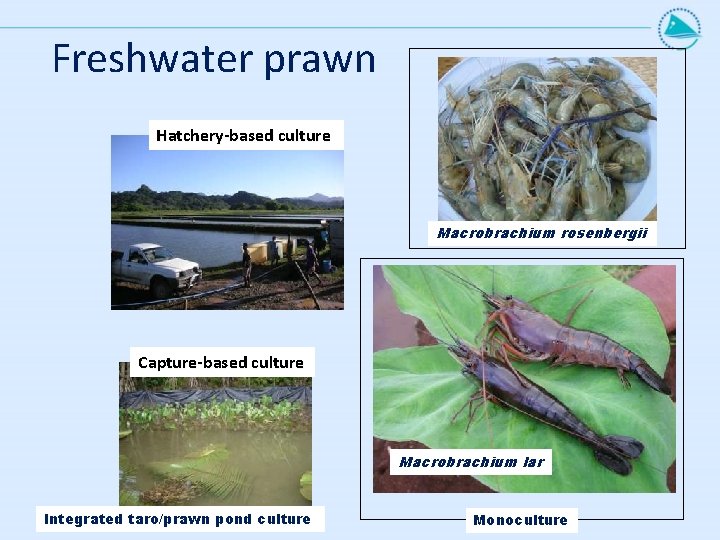 Freshwater prawn Hatchery-based culture Macrobrachium rosenbergii Capture-based culture Macrobrachium lar Integrated taro/prawn pond culture