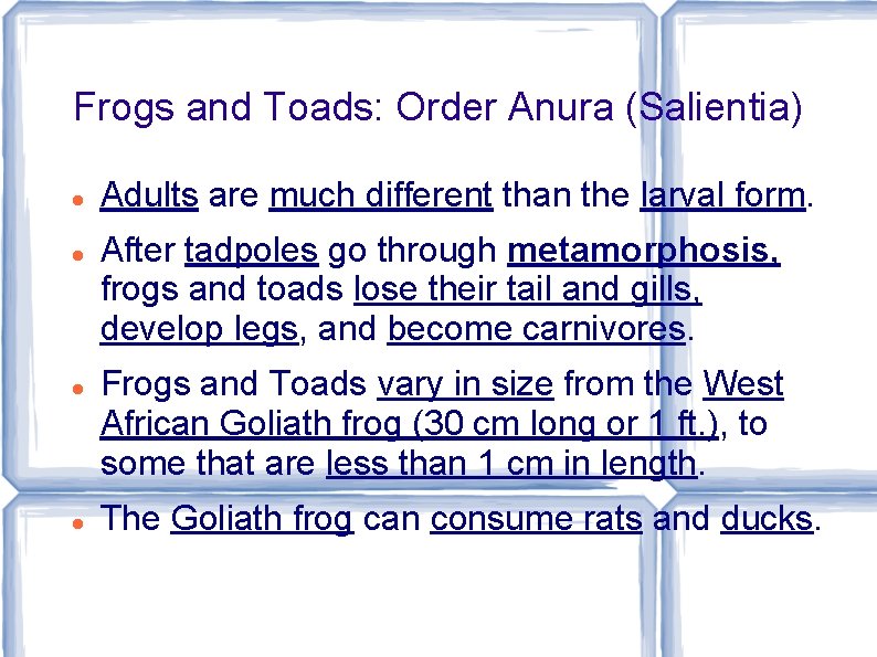 Frogs and Toads: Order Anura (Salientia) Adults are much different than the larval form.