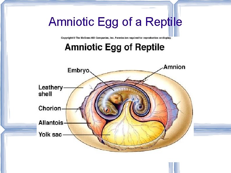 Amniotic Egg of a Reptile 