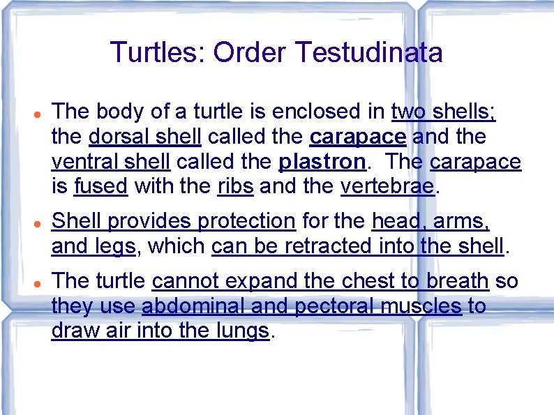 Turtles: Order Testudinata The body of a turtle is enclosed in two shells; the