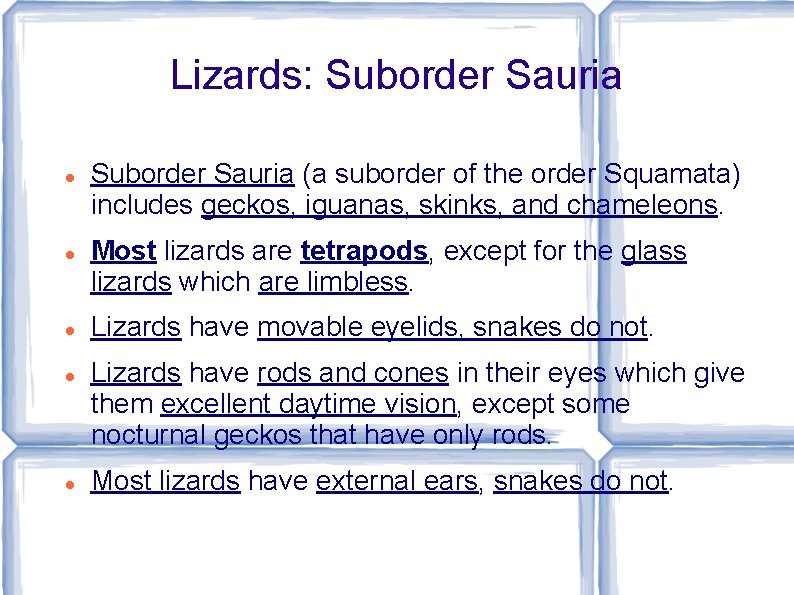 Lizards: Suborder Sauria Suborder Sauria (a suborder of the order Squamata) includes geckos, iguanas,