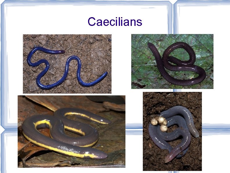 Caecilians 