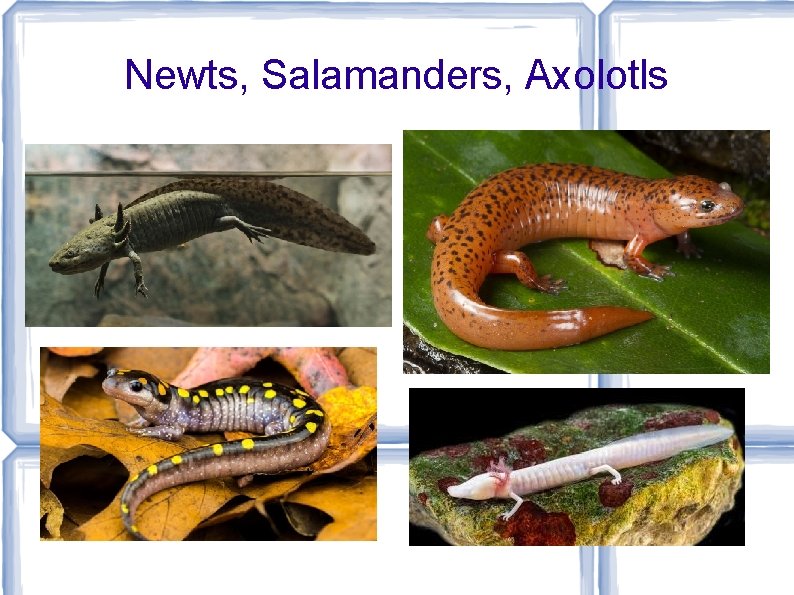Newts, Salamanders, Axolotls 