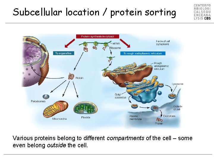 Subcellular location / protein sorting Various proteins belong to different compartments of the cell