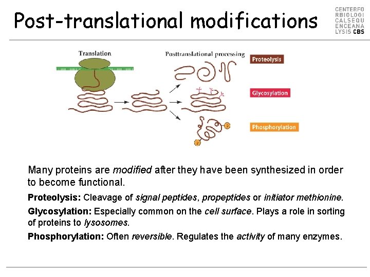 Post-translational modifications Many proteins are modified after they have been synthesized in order to