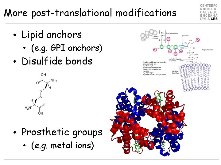 More post-translational modifications • Lipid anchors • (e. g. GPI anchors) • Disulfide bonds
