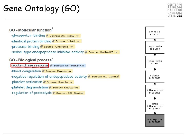 Gene Ontology (GO) 