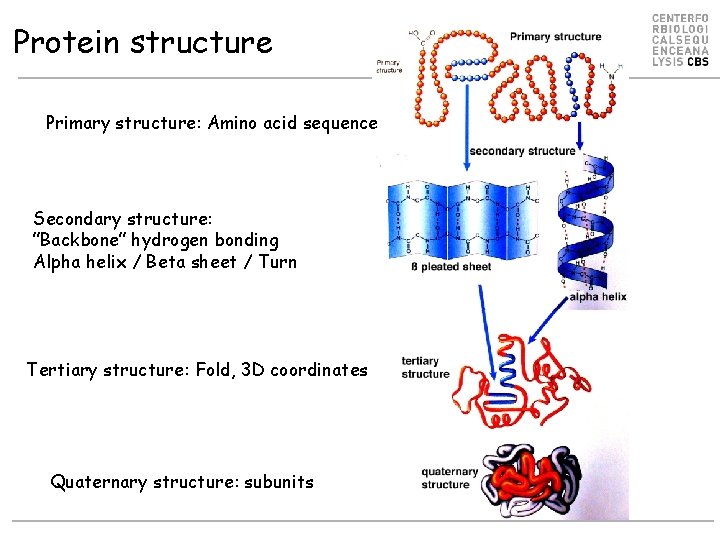 Protein structure Primary structure: Amino acid sequence Secondary structure: ”Backbone” hydrogen bonding Alpha helix