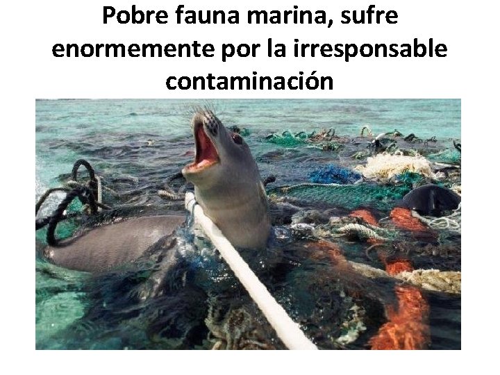 Pobre fauna marina, sufre enormemente por la irresponsable contaminación 