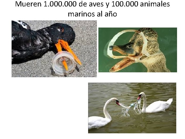 Mueren 1. 000 de aves y 100. 000 animales marinos al año 