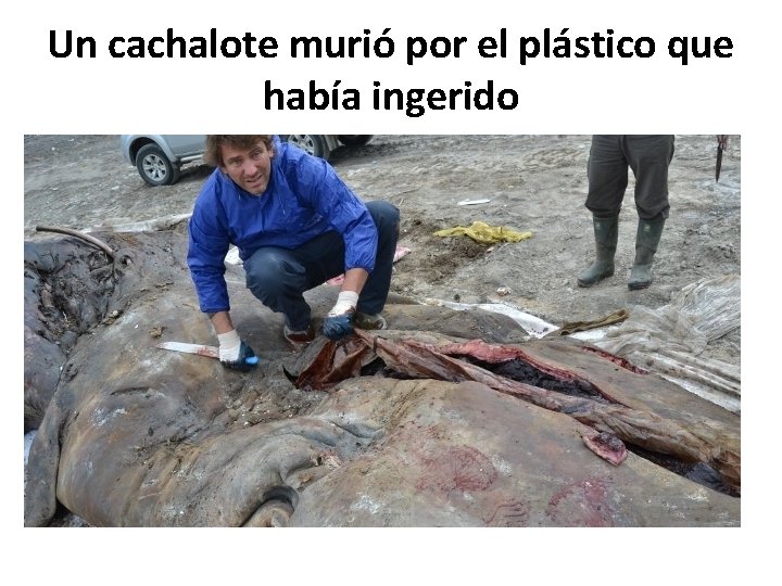 Un cachalote murió por el plástico que había ingerido 