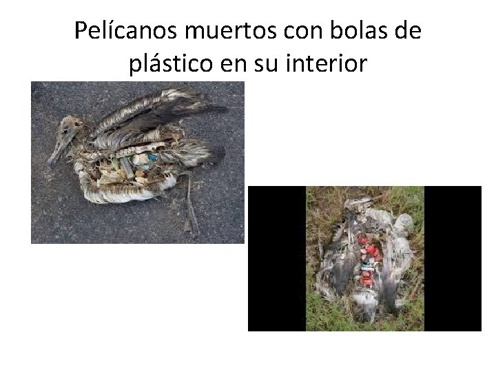 Pelícanos muertos con bolas de plástico en su interior 