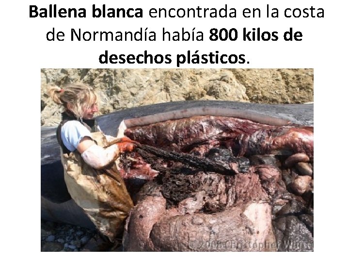 Ballena blanca encontrada en la costa de Normandía había 800 kilos de desechos plásticos.