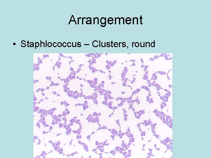 Arrangement • Staphlococcus – Clusters, round 