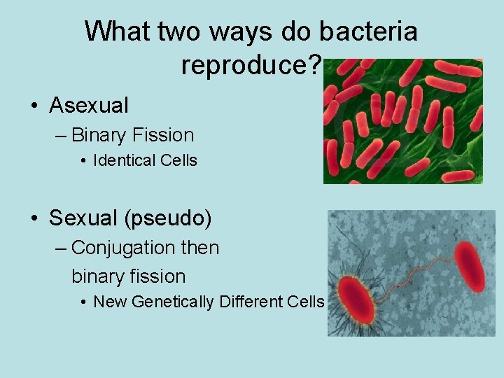 What two ways do bacteria reproduce? • Asexual – Binary Fission • Identical Cells