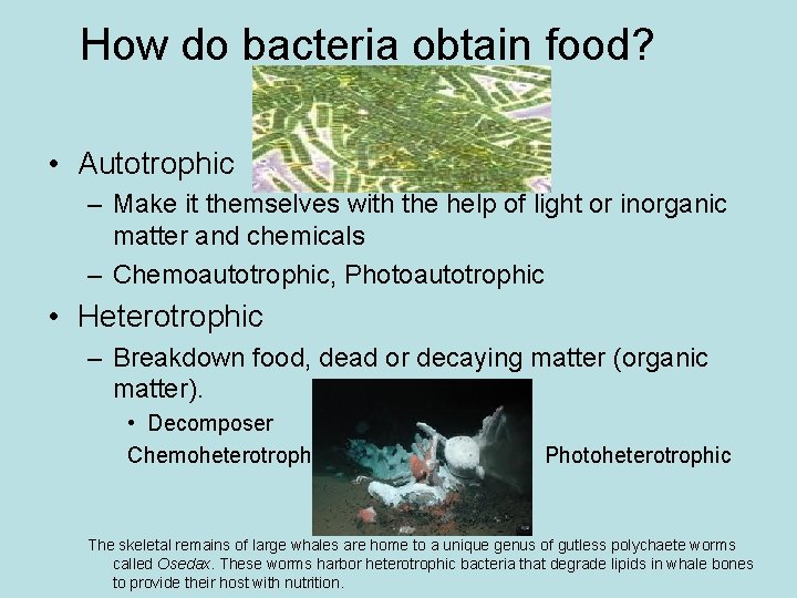 How do bacteria obtain food? • Autotrophic – Make it themselves with the help