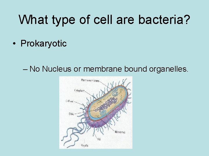 What type of cell are bacteria? • Prokaryotic – No Nucleus or membrane bound