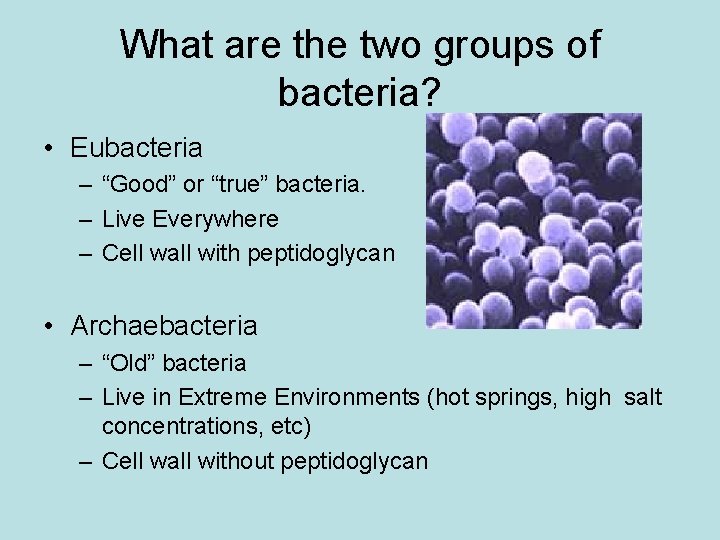 What are the two groups of bacteria? • Eubacteria – “Good” or “true” bacteria.
