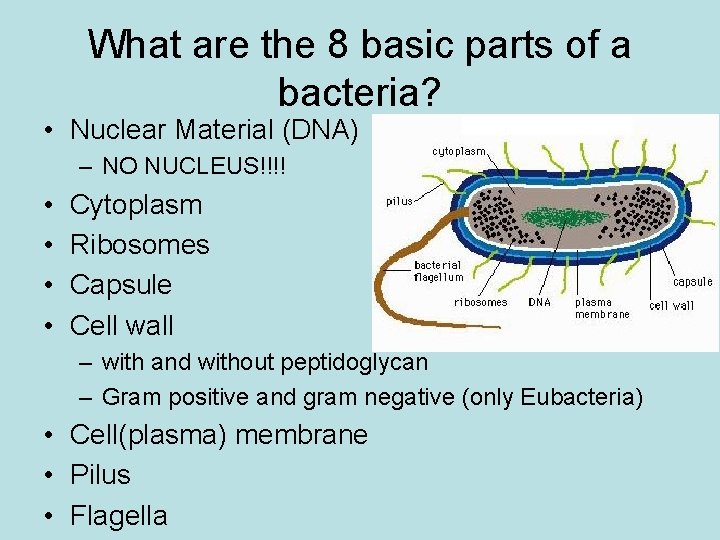 What are the 8 basic parts of a bacteria? • Nuclear Material (DNA) –