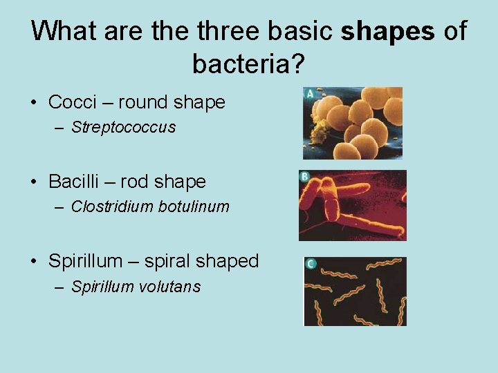 What are three basic shapes of bacteria? • Cocci – round shape – Streptococcus