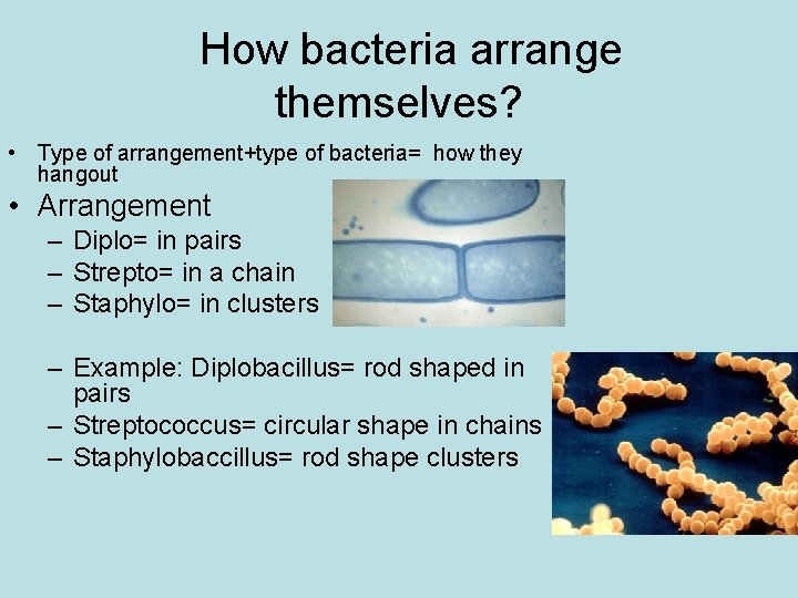 How bacteria arrange themselves? • Type of arrangement+type of bacteria= how they hangout •