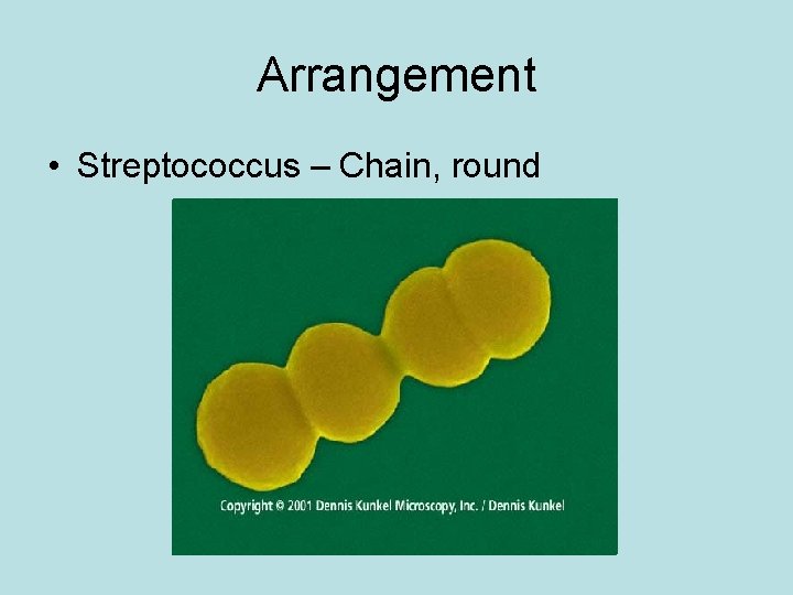 Arrangement • Streptococcus – Chain, round 
