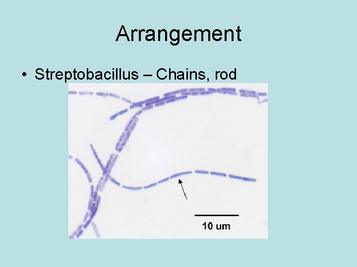 Arrangement • Streptobacillus – Chains, rod 