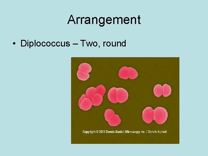 Arrangement • Diplococcus – Two, round 