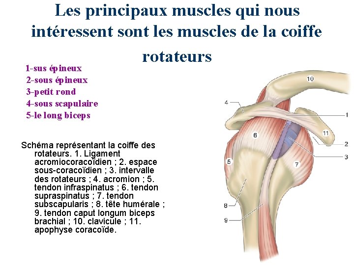 Les principaux muscles qui nous intéressent sont les muscles de la coiffe rotateurs 1