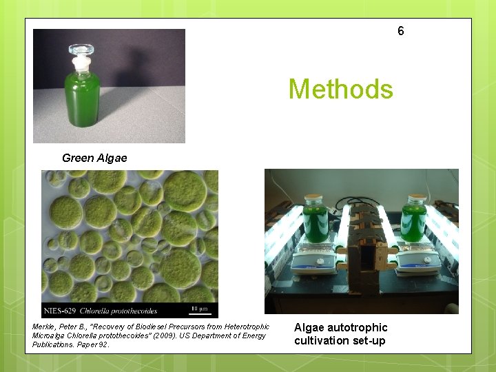 6 Methods Green Algae Merkle, Peter B. , "Recovery of Biodiesel Precursors from Heterotrophic