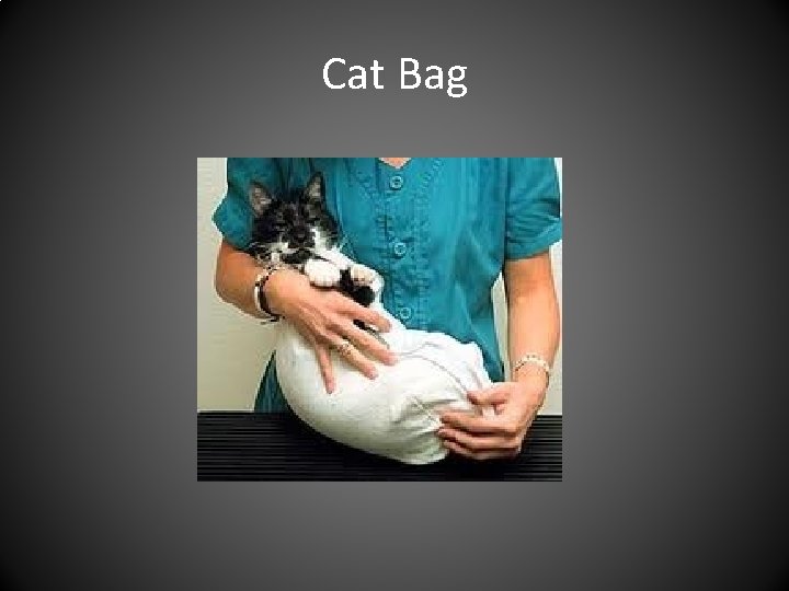 Cat Bag 