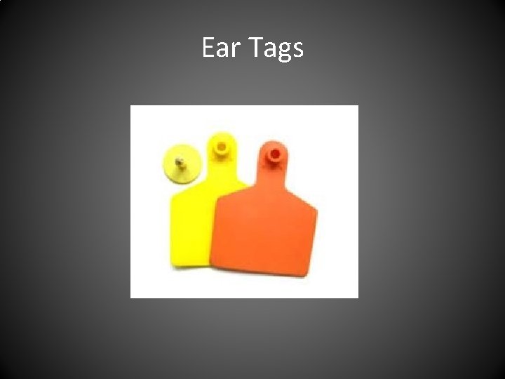 Ear Tags 