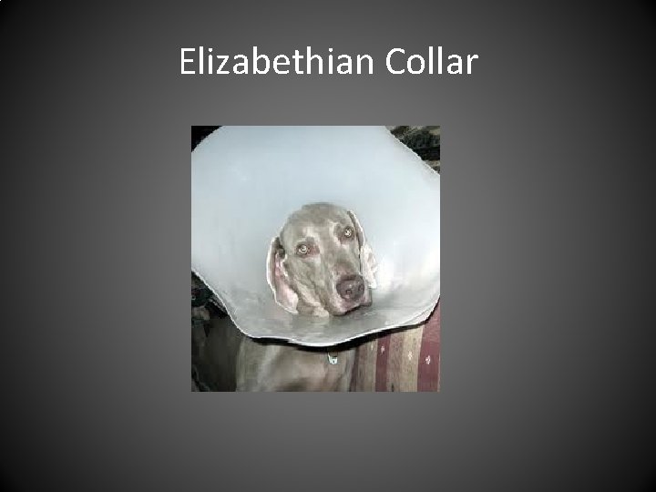 Elizabethian Collar 