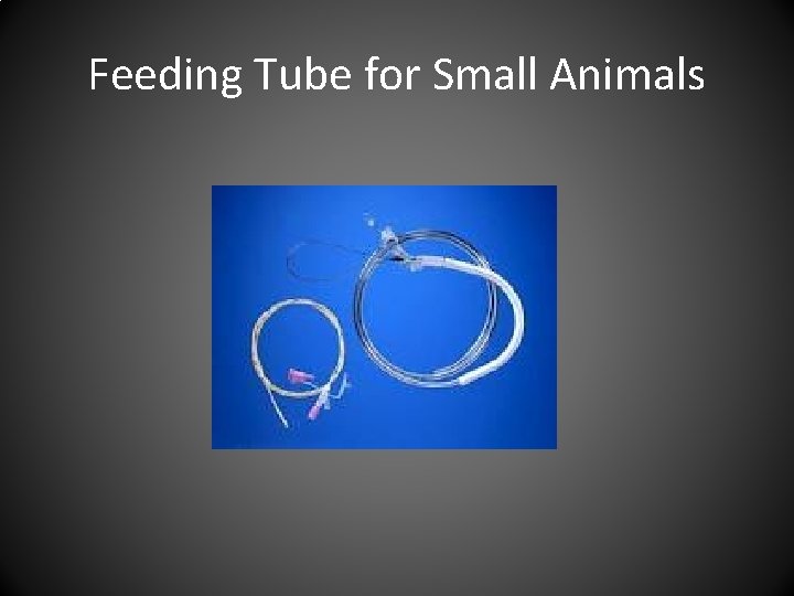 Feeding Tube for Small Animals 