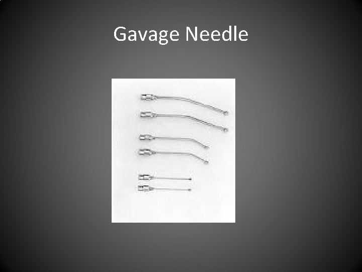 Gavage Needle 