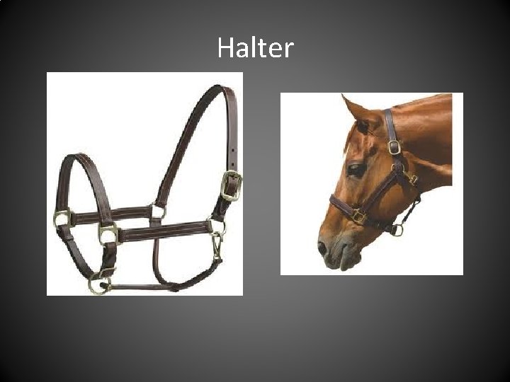 Halter 