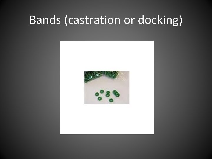 Bands (castration or docking) 
