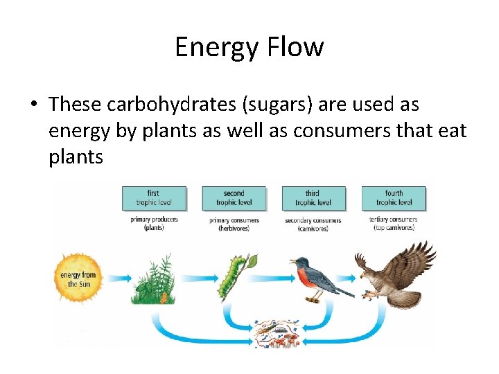 Energy Flow • These carbohydrates (sugars) are used as energy by plants as well
