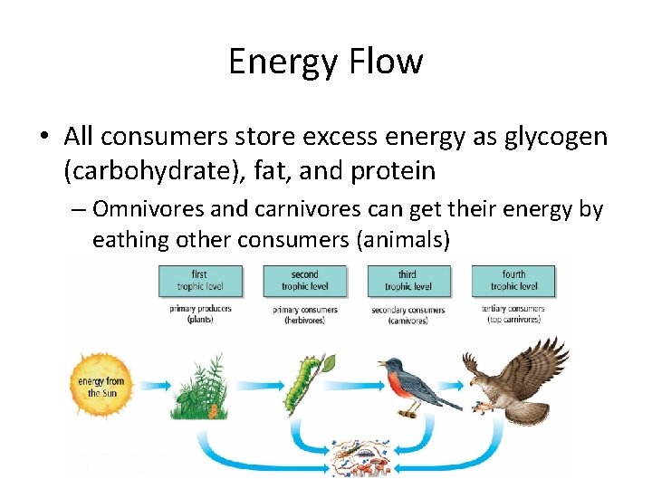Energy Flow • All consumers store excess energy as glycogen (carbohydrate), fat, and protein