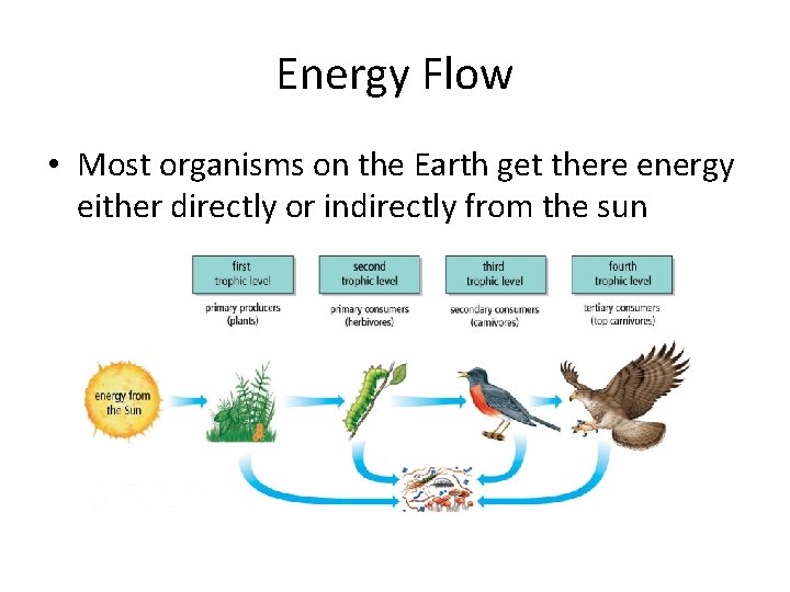 Energy Flow • Most organisms on the Earth get there energy either directly or