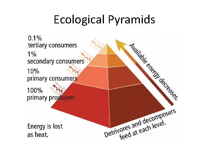 Ecological Pyramids 
