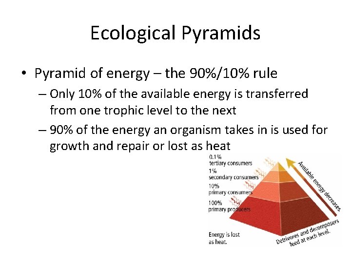 Ecological Pyramids • Pyramid of energy – the 90%/10% rule – Only 10% of