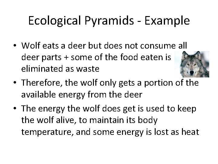 Ecological Pyramids - Example • Wolf eats a deer but does not consume all