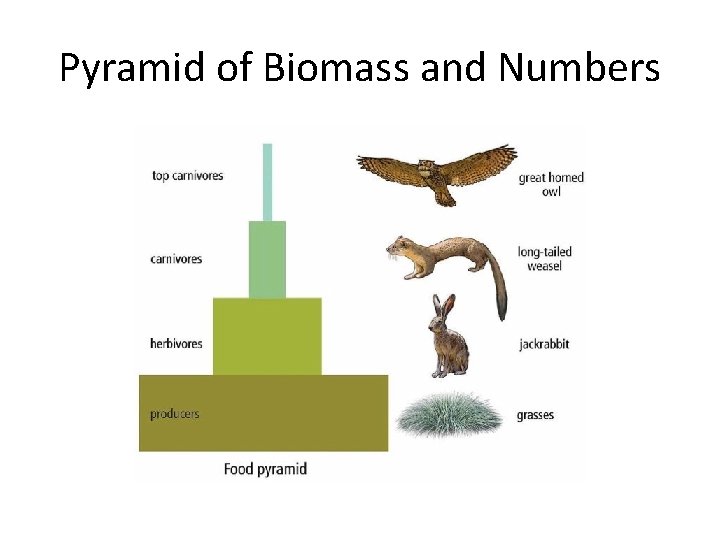 Pyramid of Biomass and Numbers 