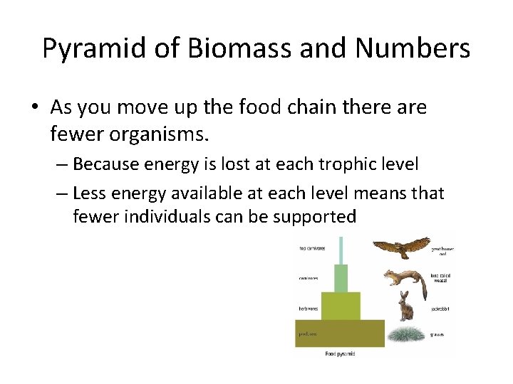Pyramid of Biomass and Numbers • As you move up the food chain there