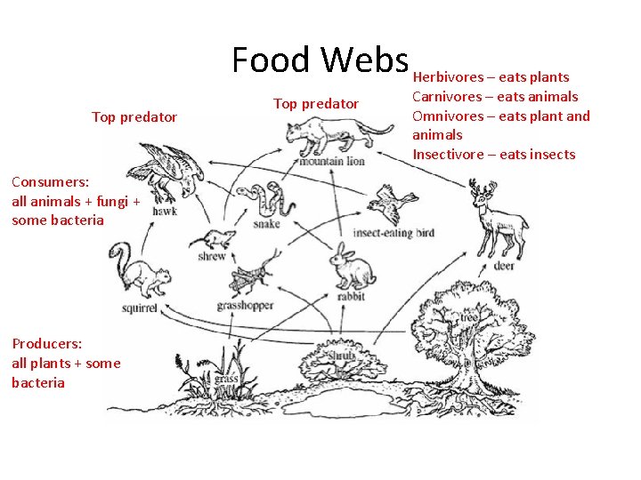 Food Webs Herbivores – eats plants Top predator Consumers: all animals + fungi +