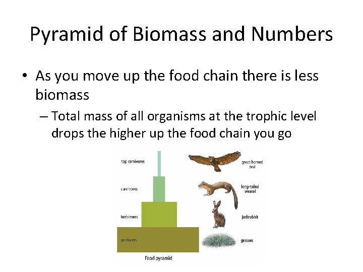 Pyramid of Biomass and Numbers • As you move up the food chain there