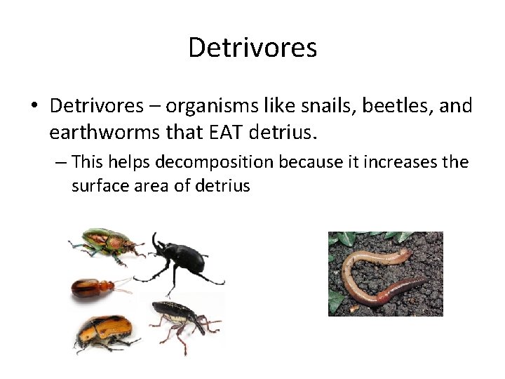 Detrivores • Detrivores – organisms like snails, beetles, and earthworms that EAT detrius. –
