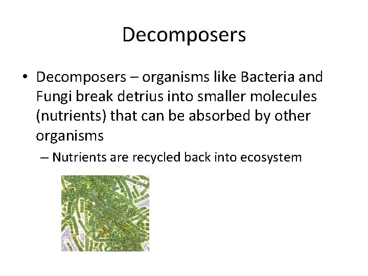 Decomposers • Decomposers – organisms like Bacteria and Fungi break detrius into smaller molecules